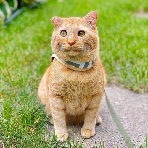 A changed expression for this ginger boy who was the saddest cat