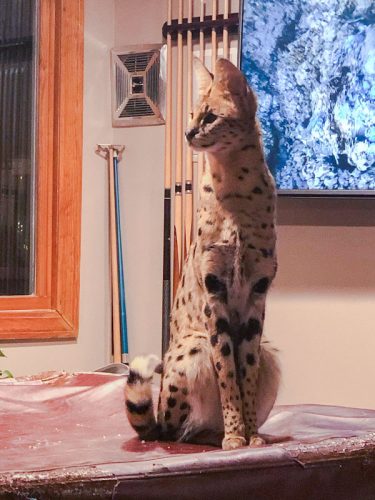 Serval in the home