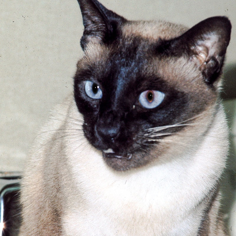 Siamese cat meowing