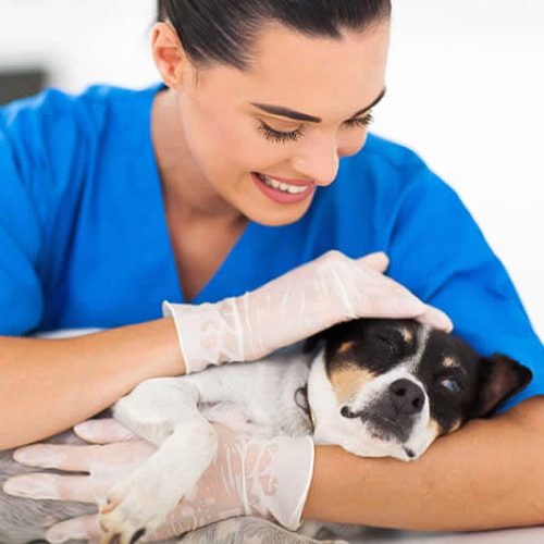 Veterinary staff with dog under Care Free Credit