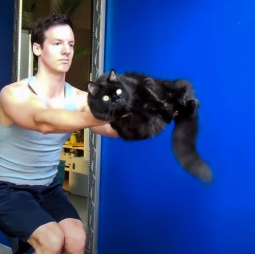 Yoga with your cat