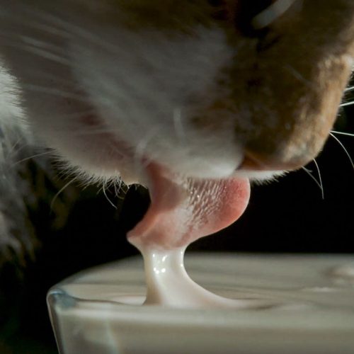 Cat's tongue as it moves backwards moving the milk which then moves through the physics of inertia overcoming gravity