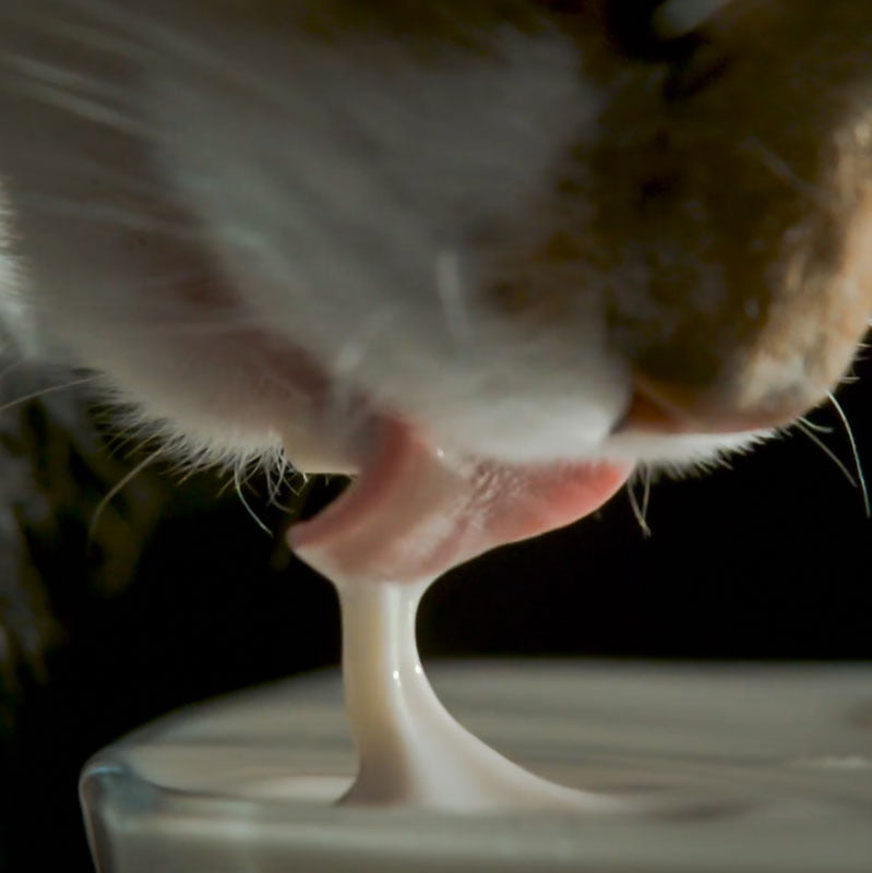 The column of milk is lifted into the air by the tongue's backward motion. The milk is moved by the tongue and it continues to move as it is pushed into the air and thence to the mouth. It is not laddled up.