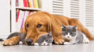 Pet insurance is poor value for money