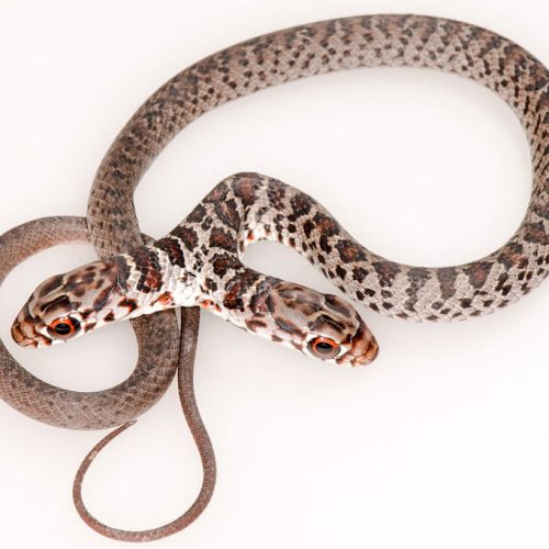 2-headed snake