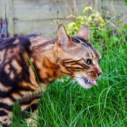 Bengal cat Coco eating grass
