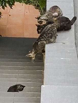 Brave mom cat is tested in rescuing kitten