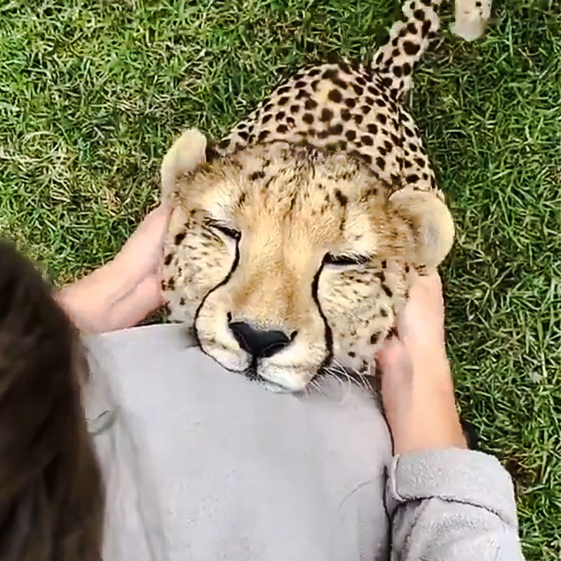 Cheetah getting an ear rub petting session