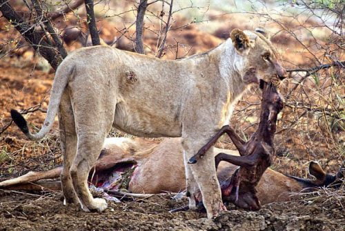 Did this lion try and bring this unborn antelope back to life?