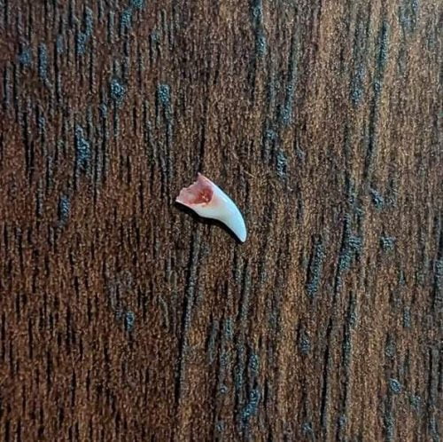 Discarded baby canine tooth of a young cat at the age of 6 months as her permanent teeth come through
