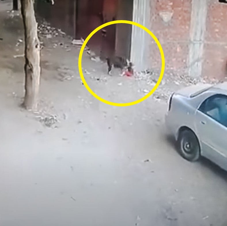 Video of a community cat in Brazil protecting a toddler from a dog