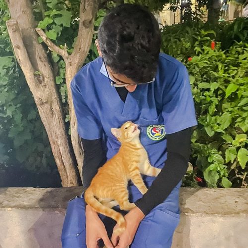 Egypt - young Egyptian street cat goes up to nurse on break and makes instant friends