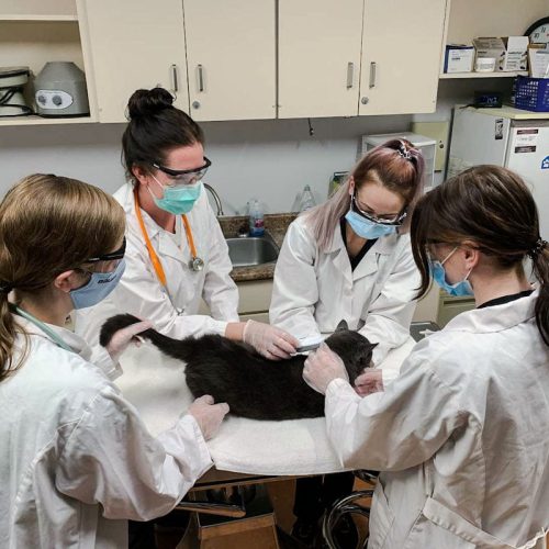 Female trainee veterinarians