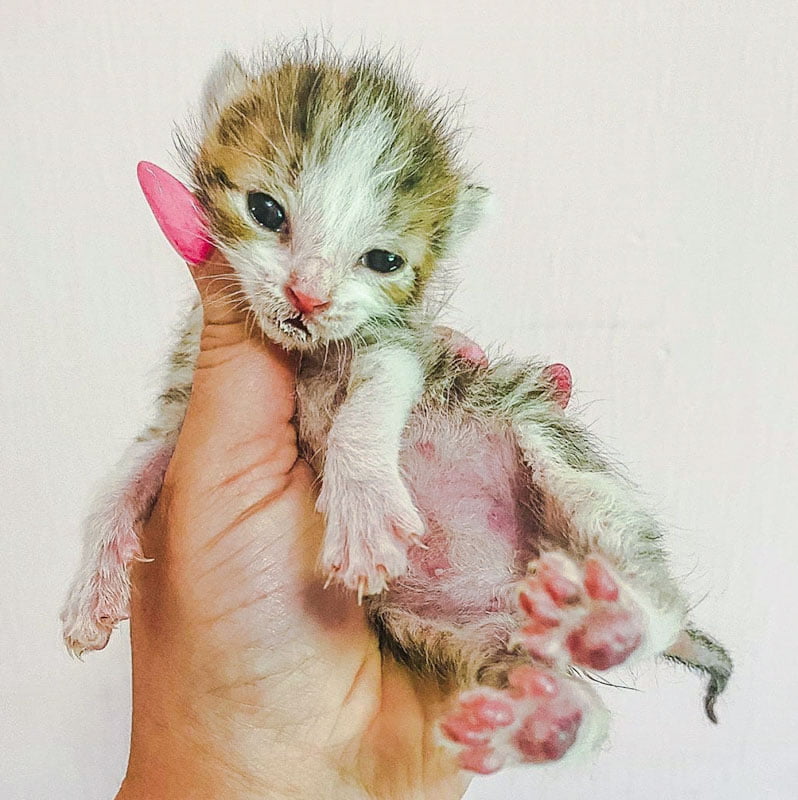 Picture of a calico foster kitten