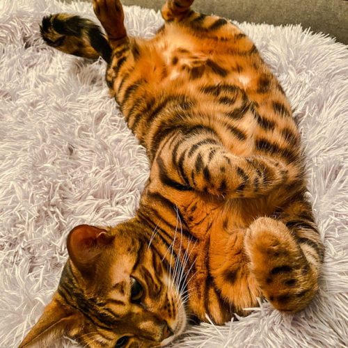 Glossy glamorous Bengal cat