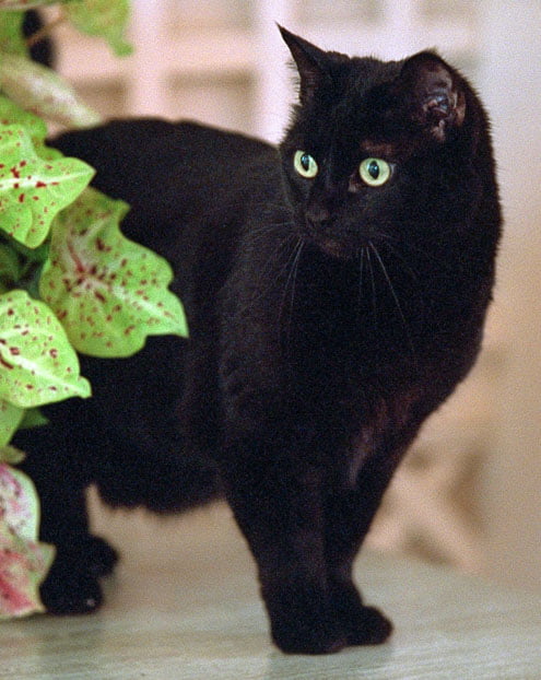 India "Willie" – cat (July 13, 1990 – January 4, 2009)