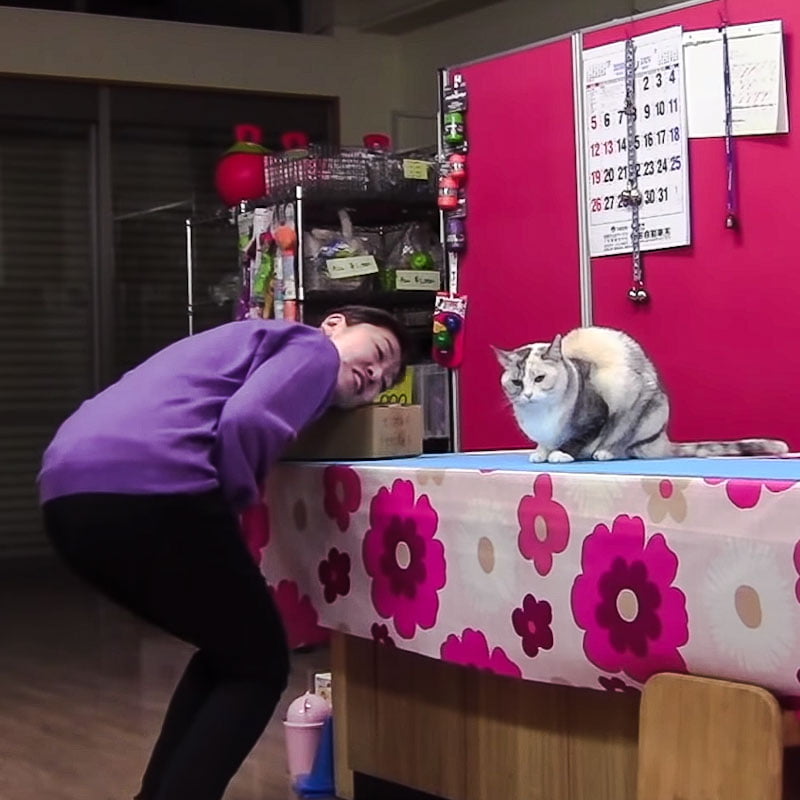 Japanese dog trainer trains her cat to carry out complex movements
