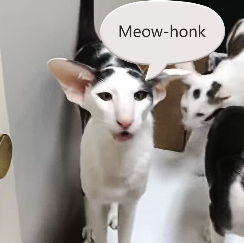 Oriental Shorthair meow-honk