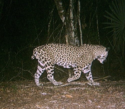 Short-tailed jaguar in Belize and Guatemala