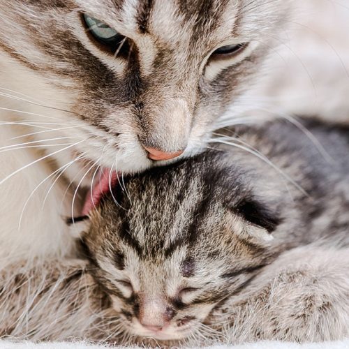 Single newborn kitten cuddling up to mother
