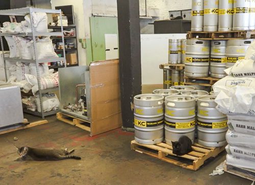 TNR'ed feral cats protect a brewery from rats