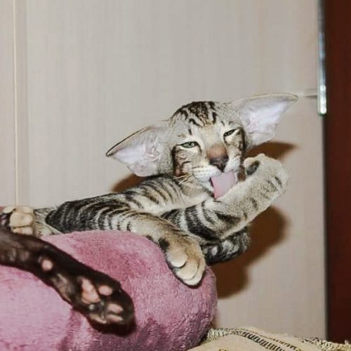 Tabby Oriental Shorthair with huge ears that stick out horizontally