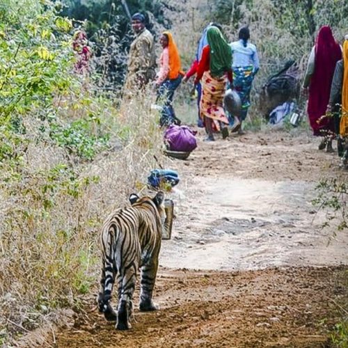 Tiger walking down country track after a group of women in India's Ranthambhore national park