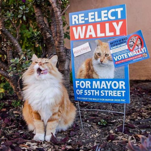 Wally a candidate for Mayor of Oakland