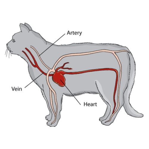 Domestic cat circulatory system