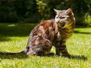 Aggressive roaming male cat