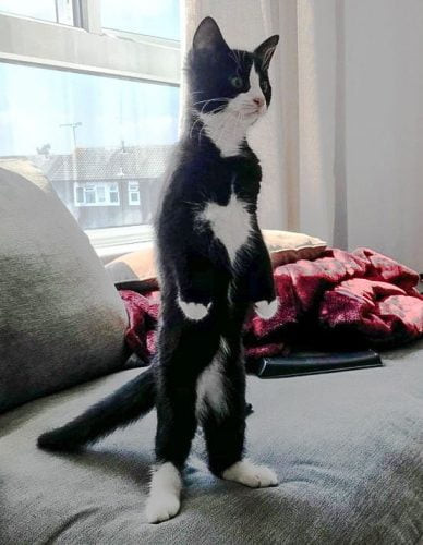 Temporary bipedal cat!