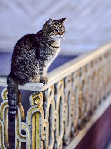 Resident cat, Gli, at Hagia Sophia Mosque in Istanbul has passed away