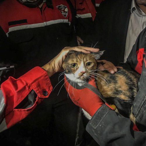 Calico cat rescued from rubble of earthquake by rescue dog