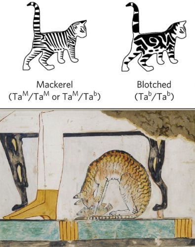 Development of the blotched tabby domestic cat
