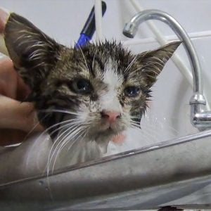 Dirty stray kitten being bathed and accepting it