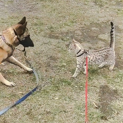 Dog on lead meets cat on lead outside see what happens
