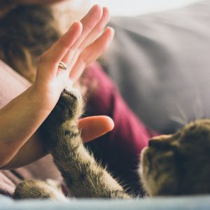 Domestic cat and human companion