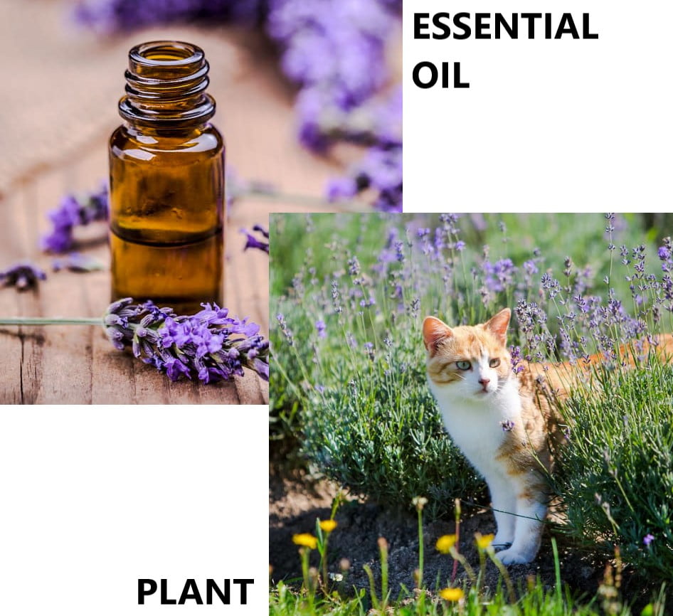 Is lavender safe for cats? PoC