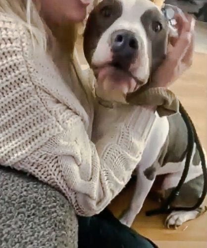 Kylie tries to calm down her pitbull as he sees a new kitten for the first time
