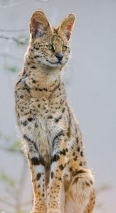 Lanky serval