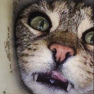 Mouse eye view of being chased by a cat