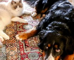 Ragdoll meets large dog for the first time and gets along because they are socialised to the other species of animal