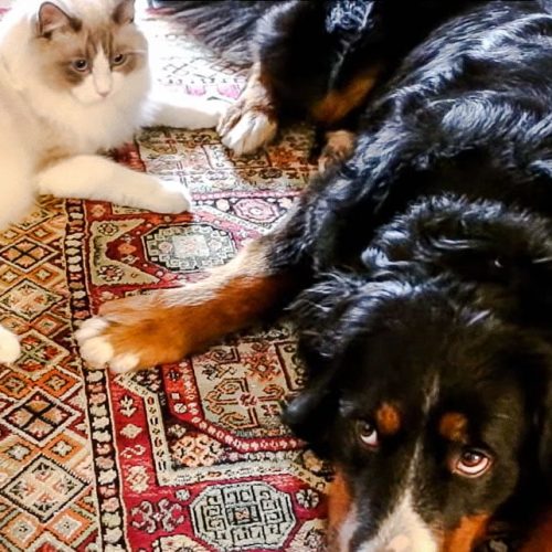 Ragdoll meets large dog for the first time and gets along because they are socialised to the other species of animal