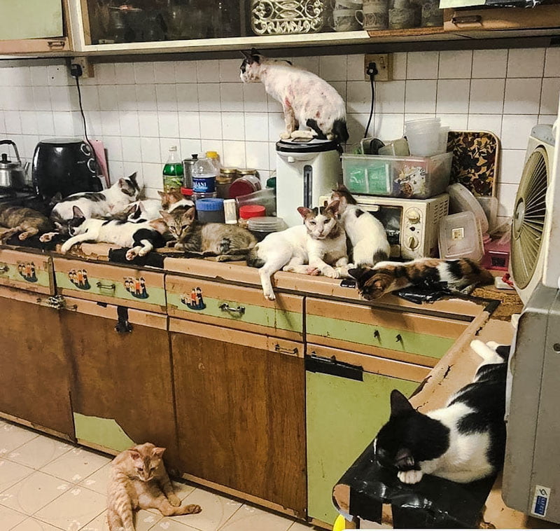 What it looks like in a home with too many cats. Chaos and massive smells.