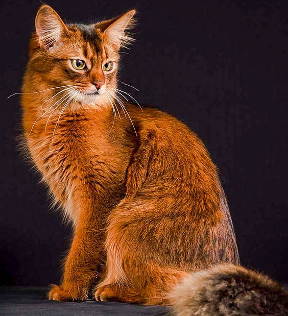 Somali cat breed