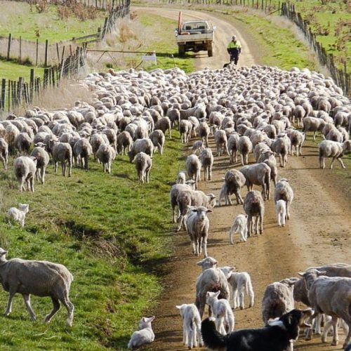 Tasmanian sheep farmer