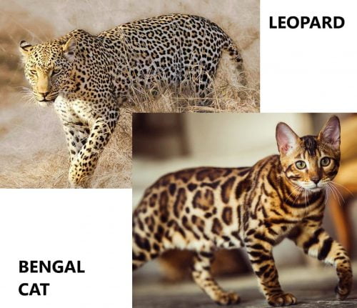 What kind of domestic cat has leopard spots?
