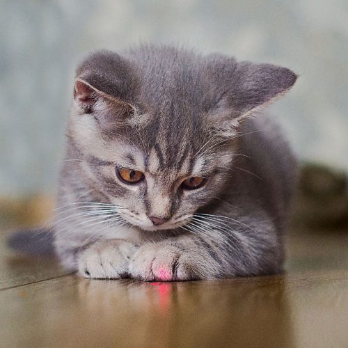 Cat toy laser pointer and kitten