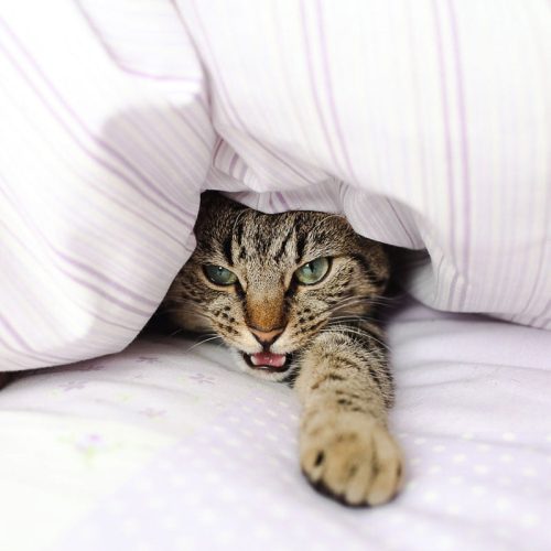 Cat under duvet