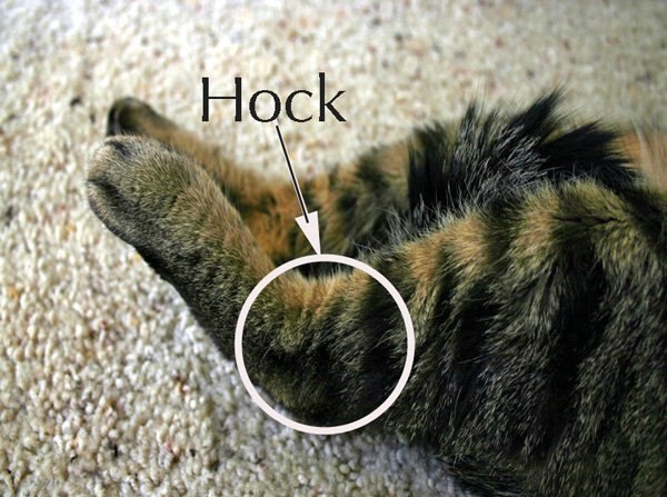 Domestic cat's hock a joint between the foot and lower leg